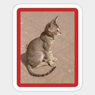 Cat Sticker